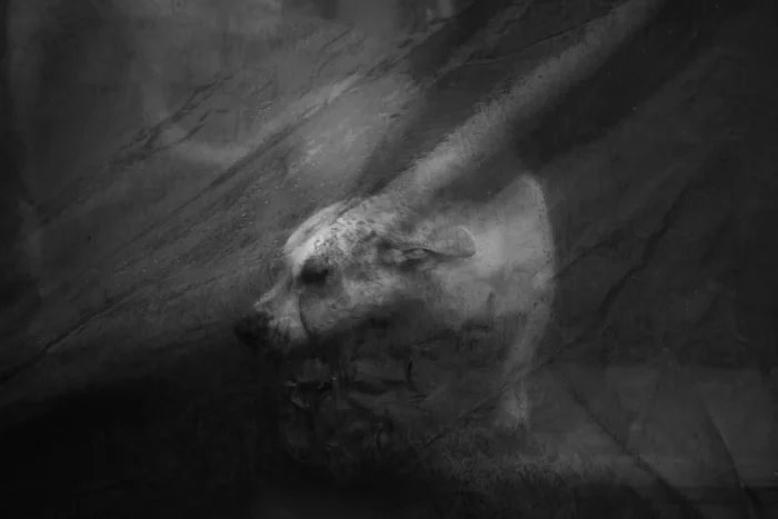 Rettrato de un perro en blanco y negro en el interior del fotolibro "Paraíso" de Emiliano Zúñiga Hernández