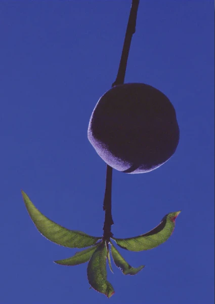 Cubierta del fotolibro "Madre" de Marisol Mendez