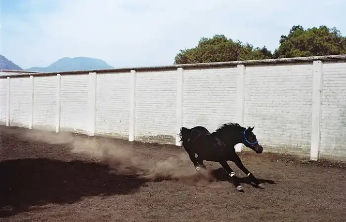 Caballo cabalgando en el interior del fotolibro "B to B" de Brenda Moreno.