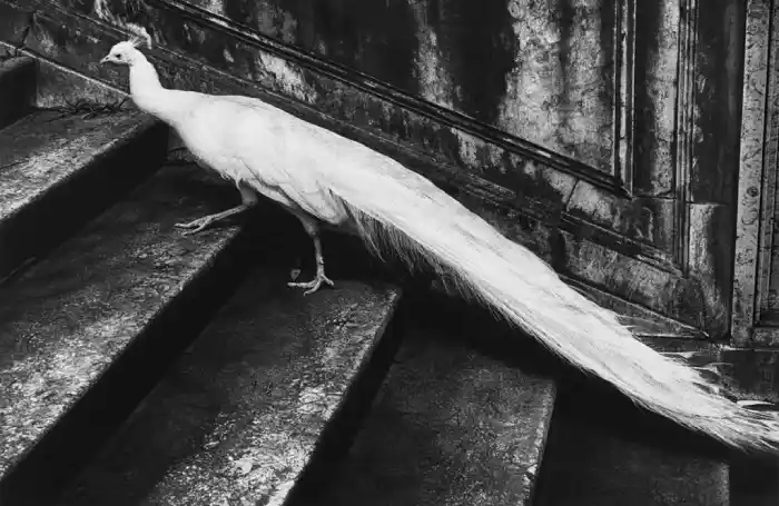 Interior del fotolibro "Europea" de Joakim Kocjancic.