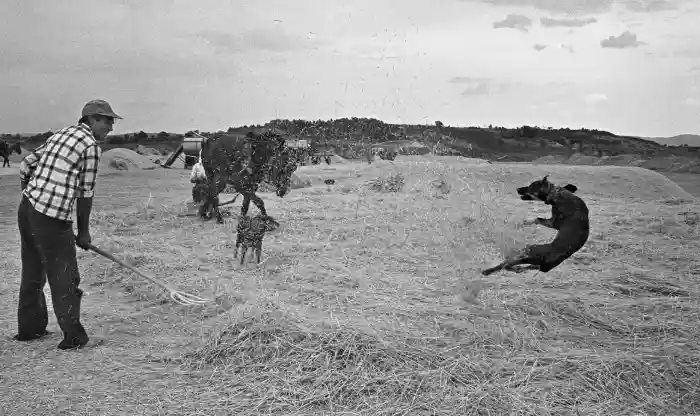 Escena rural en el interior del fotolibro "Fotologías" de Ramón Zabalza.