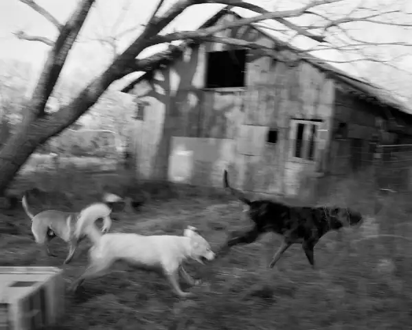 Interior del fotolibro Twelve Acres de Henry O. Head.