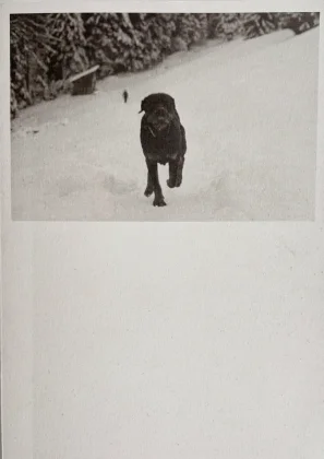 Cubierta del fotolibro "Pogo" de Viridiana Morandini.